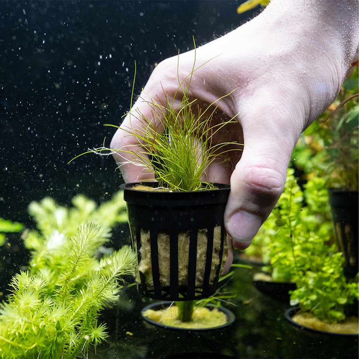 Dwarf Hairgrass - Aquarium Co - Op