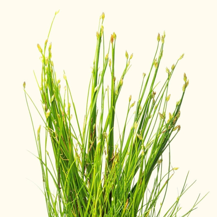 Dwarf Hairgrass - Aquarium Co - Op