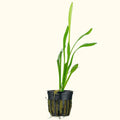 Dwarf Sagittaria - Aquarium Co - Op