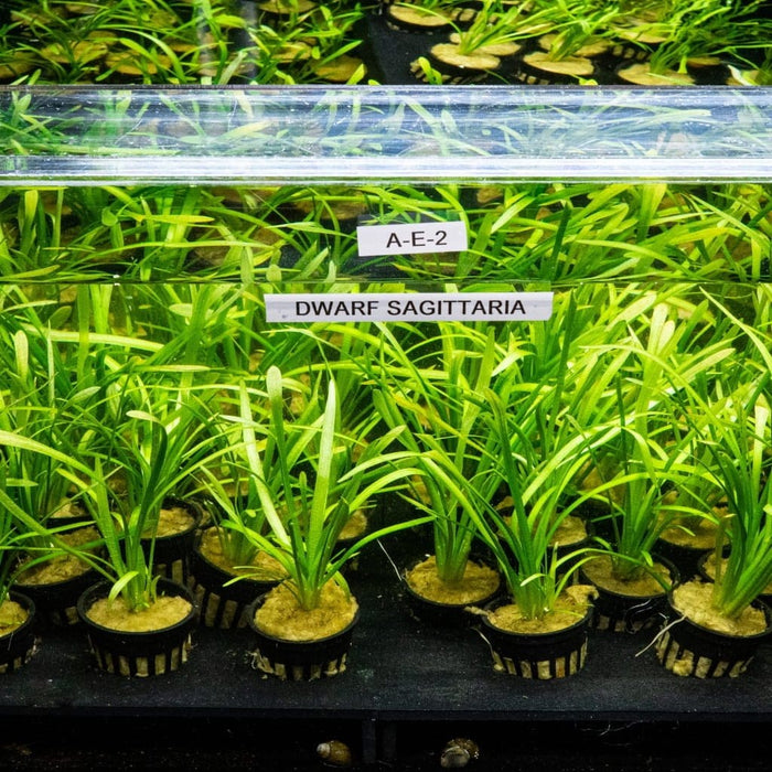 Dwarf Sagittaria - Aquarium Co - Op