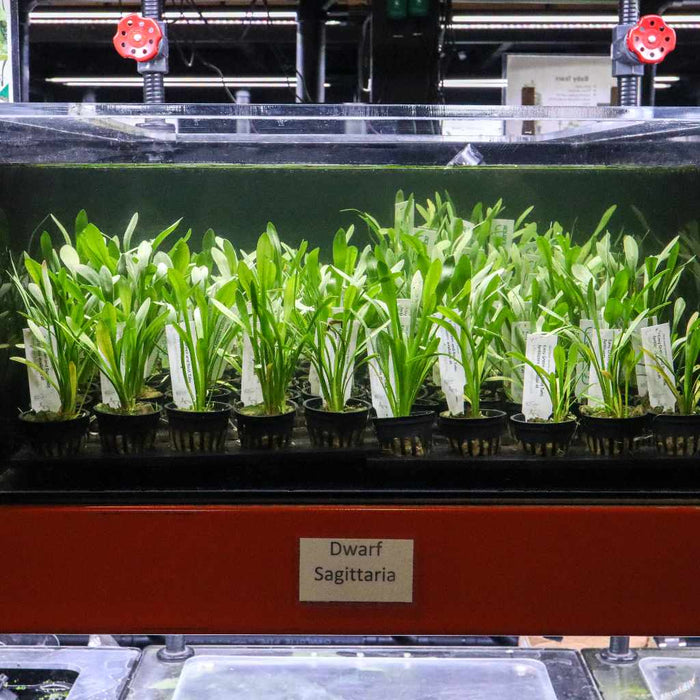 Dwarf Sagittaria - Aquarium Co - Op