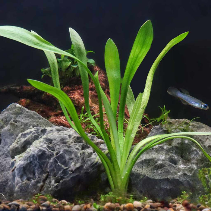 Dwarf Sagittaria - Aquarium Co - Op