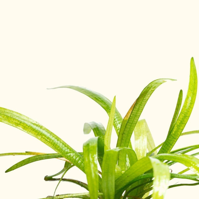 Dwarf Sagittaria - Aquarium Co - Op