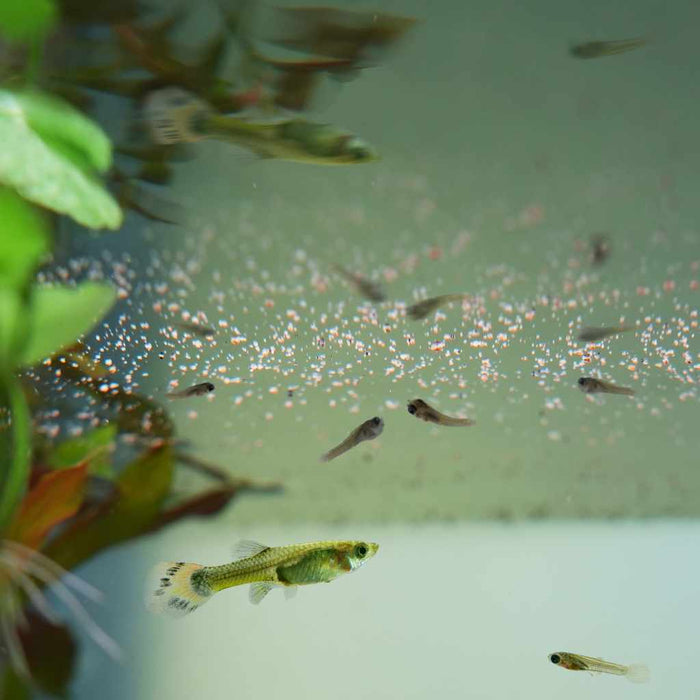 Easy Fry and Small Fish Food - Aquarium Co - Op