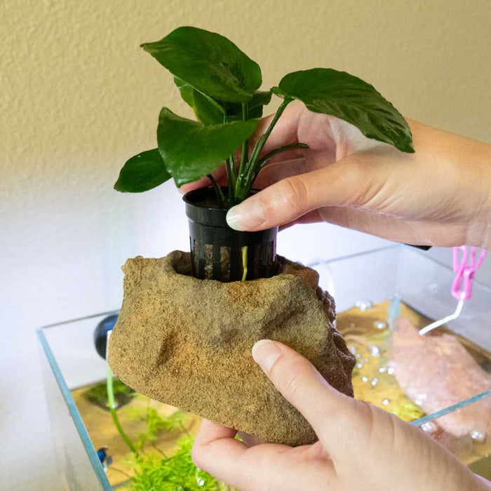 Scratch and Dent Easy Planter - Aquarium Co - Op