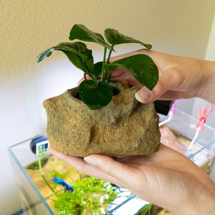 Scratch and Dent Easy Planter - Aquarium Co - Op