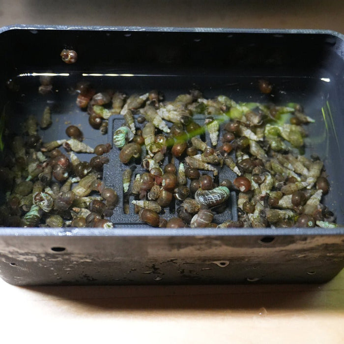 Easy Snail Collector - Aquarium Co - Op