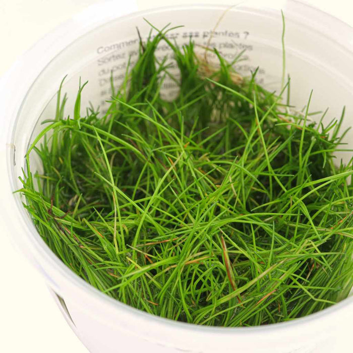 Eleocharis Pusilla 'Mini' Tissue Culture - Aquarium Co - Op