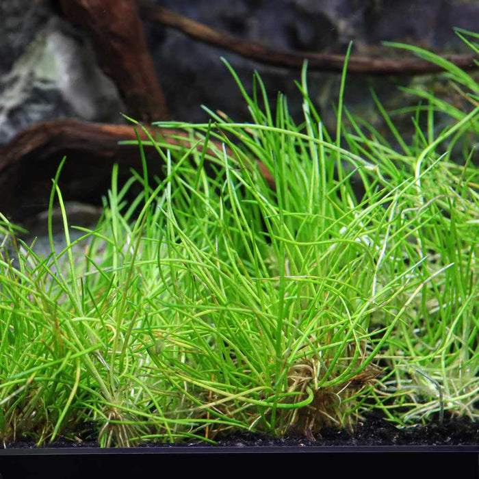 Eleocharis Pusilla 'Mini' Tissue Culture - Aquarium Co - Op