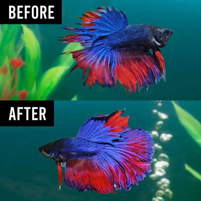 Fritz Maracyn - Aquarium Co - Op