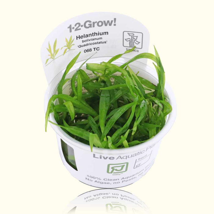 Helanthium Bolivianum 'Quadricostatus' Tissue Culture - Aquarium Co - Op