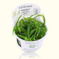 Helanthium Bolivianum 'Quadricostatus' Tissue Culture - Aquarium Co - Op