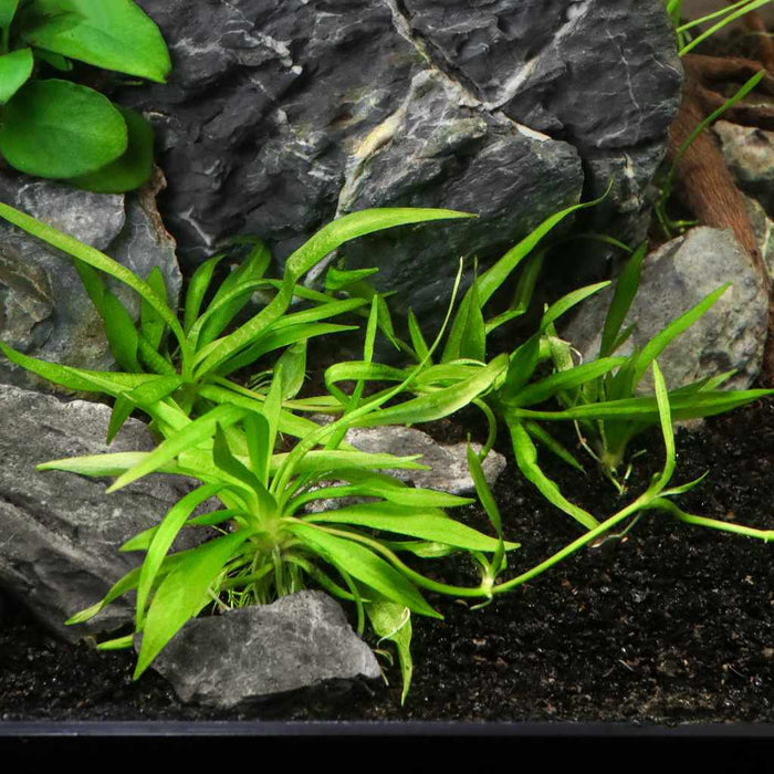 Helanthium Bolivianum 'Quadricostatus' Tissue Culture - Aquarium Co - Op