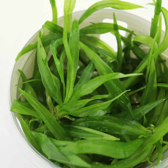 Helanthium Bolivianum 'Quadricostatus' Tissue Culture - Aquarium Co - Op