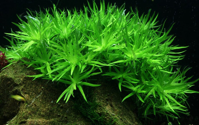 "Orphan" Heteranthera Zosterifolia Star Grass Tissue Culture - Aquarium Co - Op