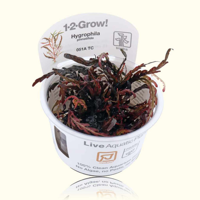 Hygrophila Pinnatifida Tissue Culture - Aquarium Co - Op