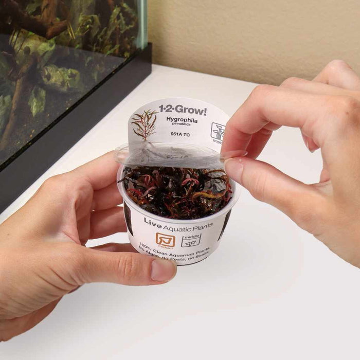 "Orphan" Hygrophila Pinnatifida Tissue Culture - Aquarium Co - Op