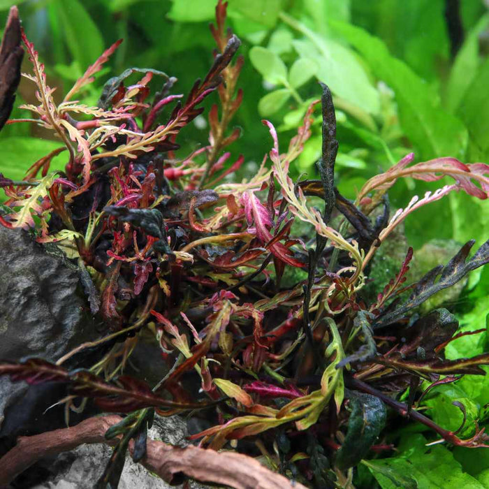 "Orphan" Hygrophila Pinnatifida Tissue Culture - Aquarium Co - Op