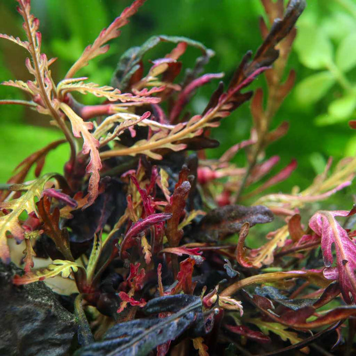 "Orphan" Hygrophila Pinnatifida Tissue Culture - Aquarium Co - Op