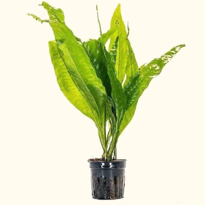 Java Fern - Aquarium Co - Op