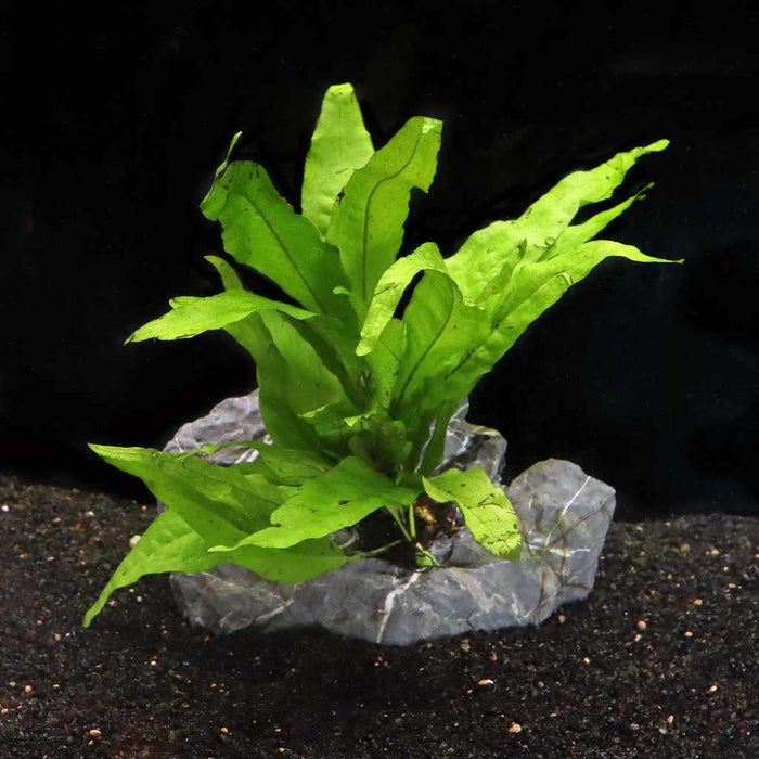 Java Fern - Aquarium Co - Op
