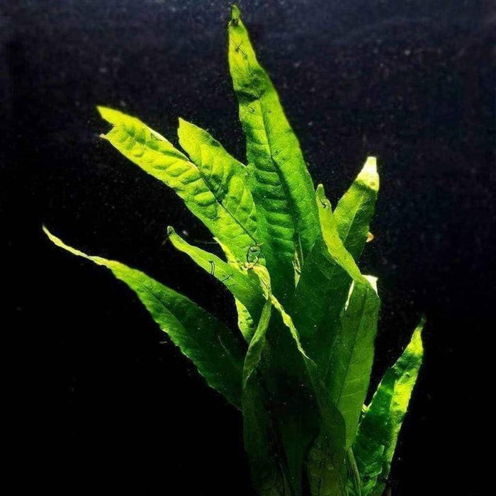 Java Fern - Aquarium Co - Op