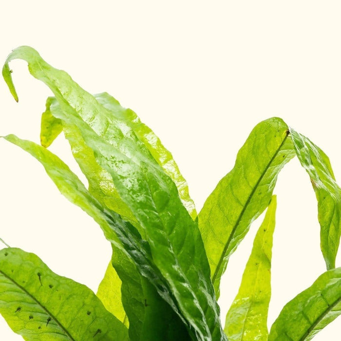 Java Fern - Aquarium Co - Op