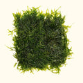 Java Moss Mat - Aquarium Co - Op