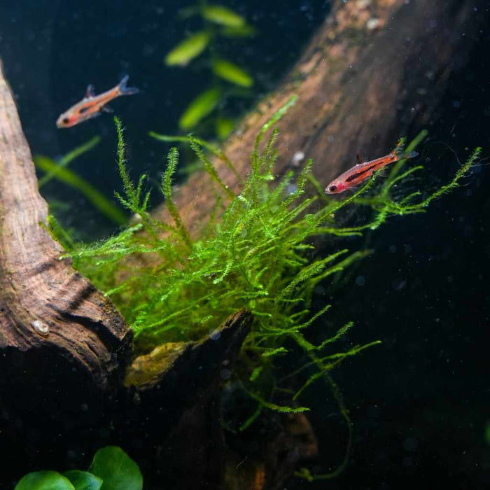 Java Moss Mat - Aquarium Co - Op