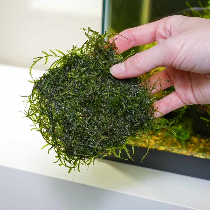 Java Moss Mat - Aquarium Co - Op