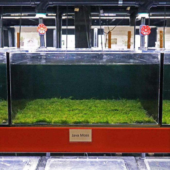 Java Moss Mat - Aquarium Co - Op