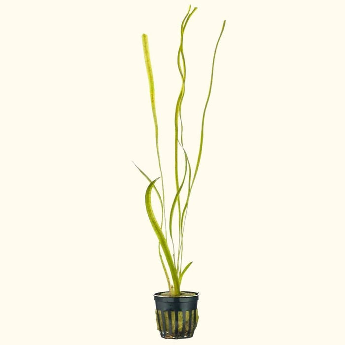 Jungle Vallisneria - Aquarium Co - Op