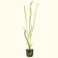 Jungle Vallisneria - Aquarium Co - Op