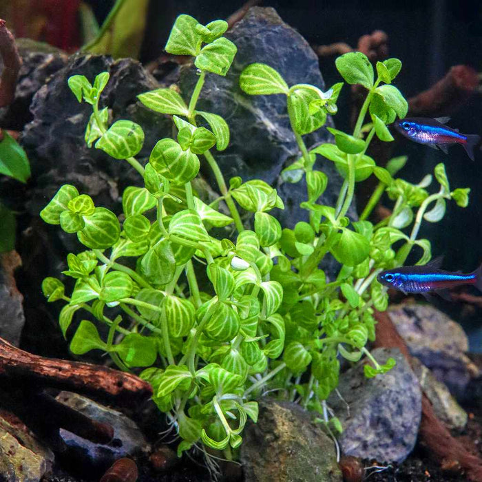 Lindernia Rotundifolia 'Watermelon' - Aquarium Co - Op