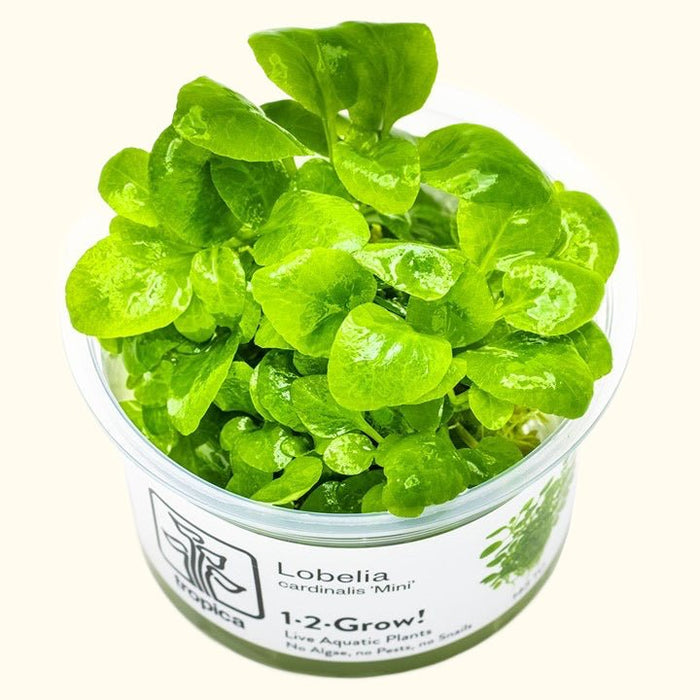 Lobelia cardinalis 'Mini' Tissue Culture - Aquarium Co - Op