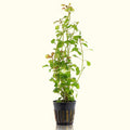 Ludwigia Repens 'Red' - Aquarium Co - Op