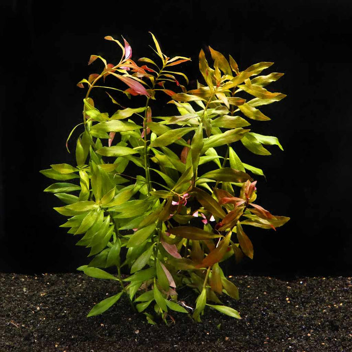 Ludwigia Repens 'Red' - Aquarium Co - Op