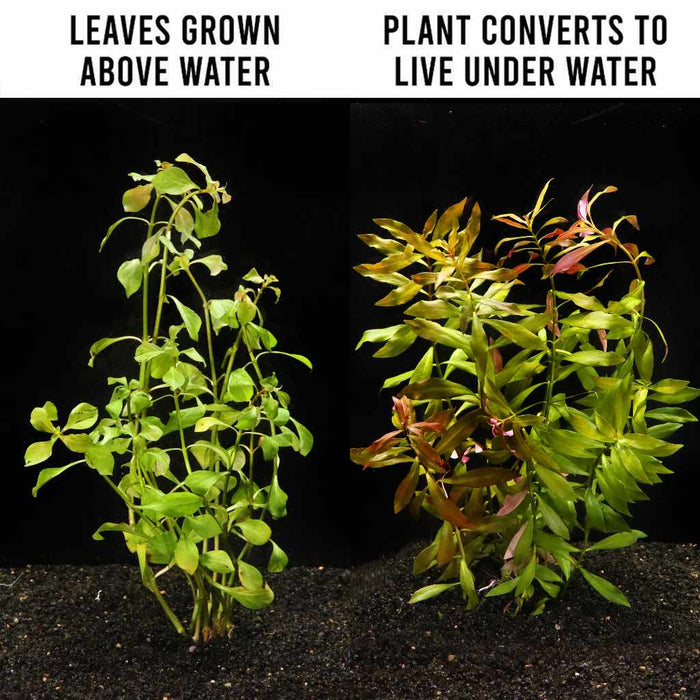 Ludwigia Repens 'Red' - Aquarium Co - Op