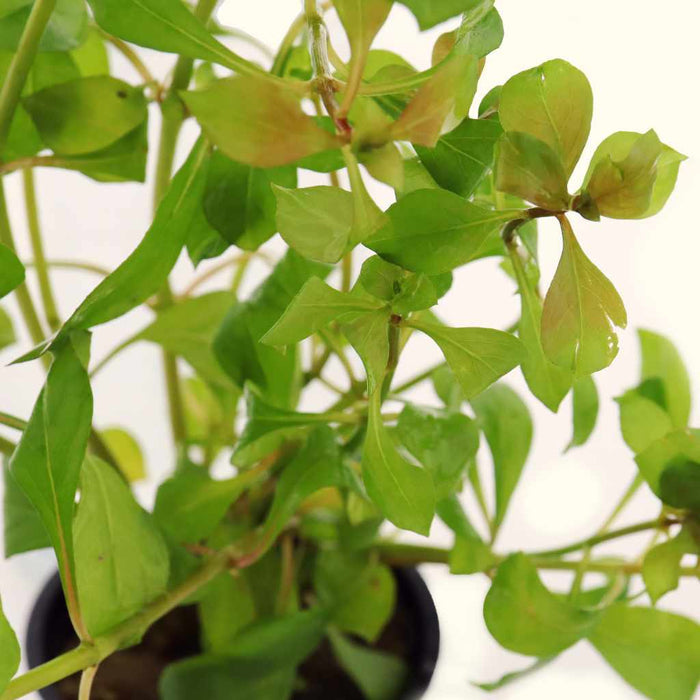 Ludwigia Repens 'Red' - Aquarium Co - Op