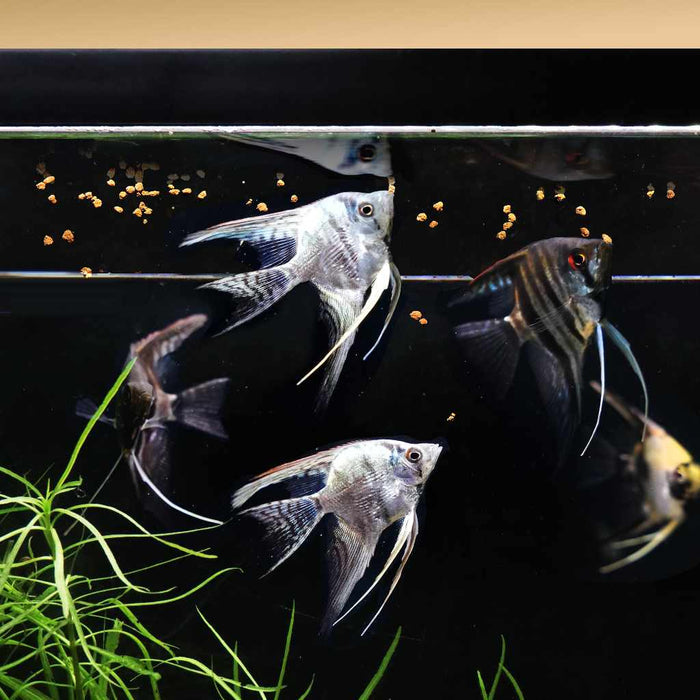 Magic Nuggets - Aquarium Co - Op