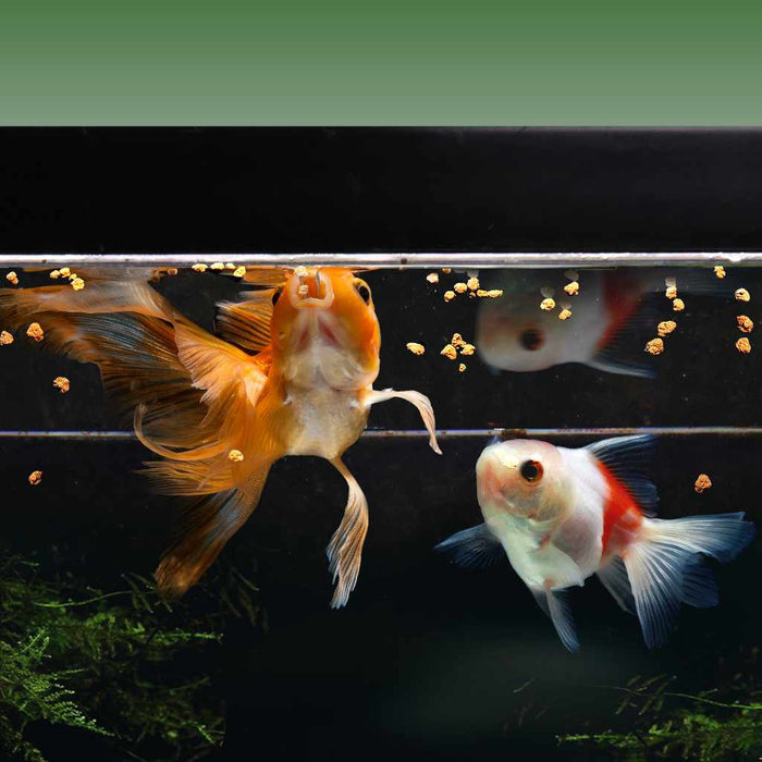 Magic Nuggets - Aquarium Co - Op