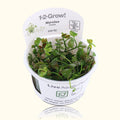 Marsilea Hirsuta Tissue Culture - Aquarium Co - Op