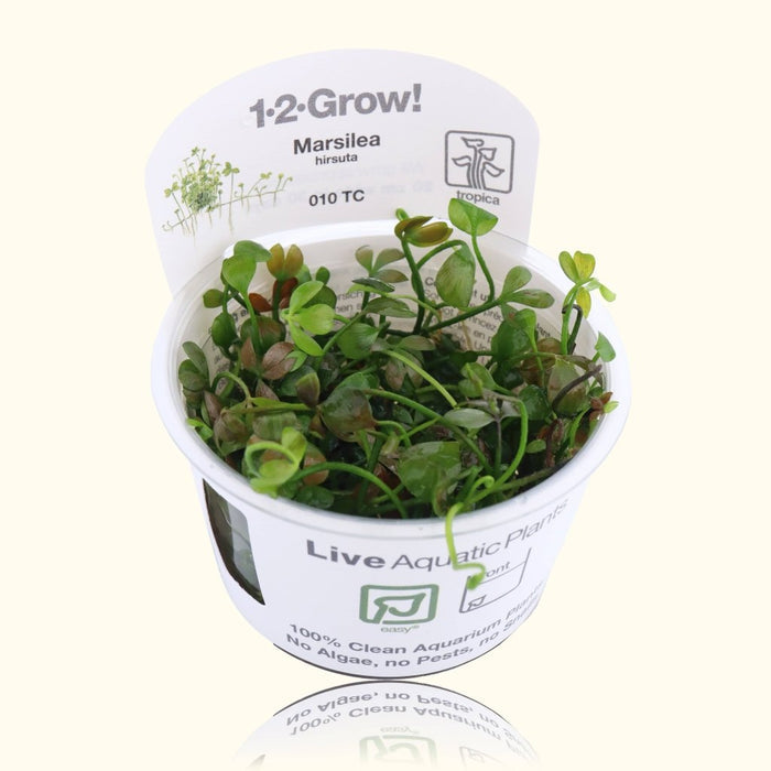 Marsilea Hirsuta Tissue Culture - Aquarium Co - Op