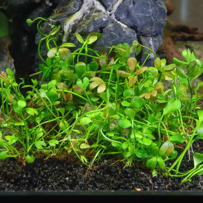 Marsilea Hirsuta Tissue Culture - Aquarium Co - Op