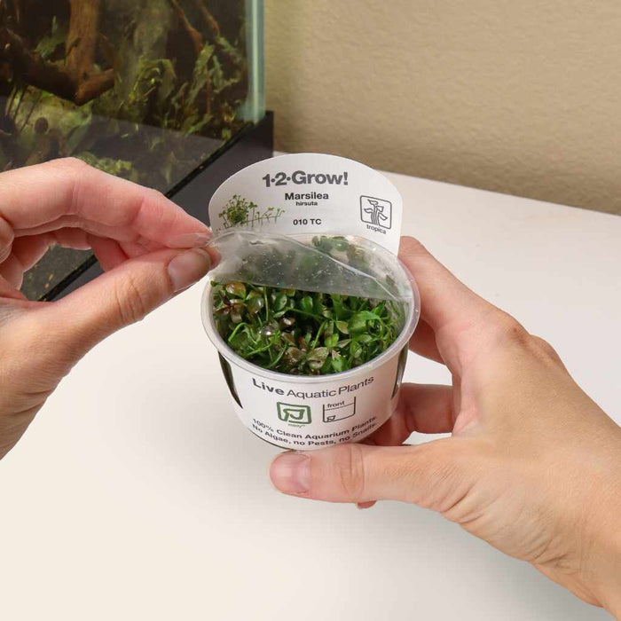 Marsilea Hirsuta Tissue Culture - Aquarium Co - Op