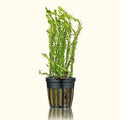 Mayaca Fluviatilis - Aquarium Co - Op