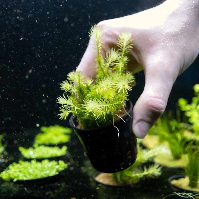 Mayaca Fluviatilis - Aquarium Co - Op