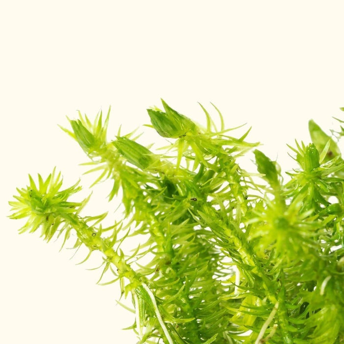 Mayaca Fluviatilis - Aquarium Co - Op