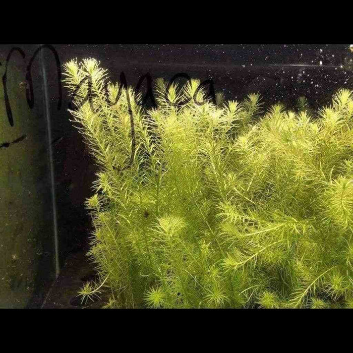Mayaca Fluviatilis - Aquarium Co - Op