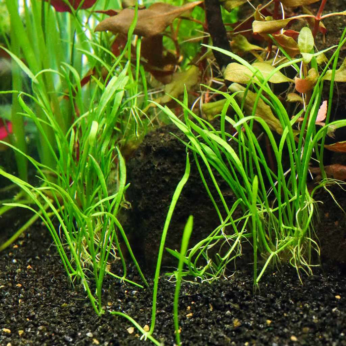 Micro Sword - Aquarium Co - Op